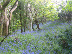 Holidays in a stunning location near Padstow Wadebridge Cornwall